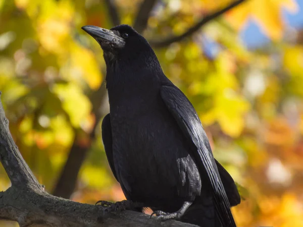 Птица Черный Ворон Corvus Corax Сидит Сухой Ветке Осенью — стоковое фото