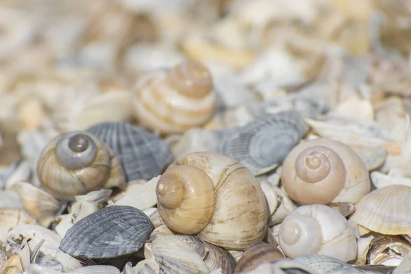 Deniz Kabuklarından Plana Odaklan Geometrik Desen — Stok fotoğraf