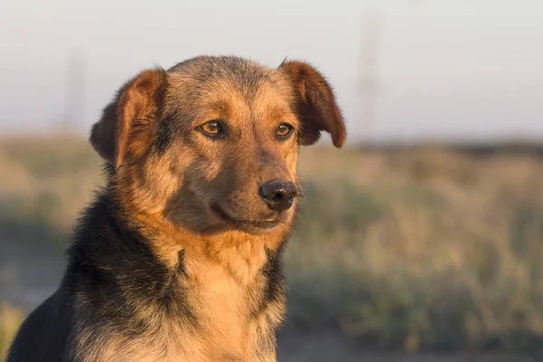 Věrný Pes Dívá Západ Slunce Portrét Toulavého Psa Zblízka — Stock fotografie