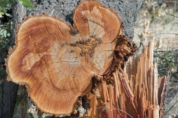 Felling of fruit trees. Cross section of a tree with growth rings. Wooden pattern.