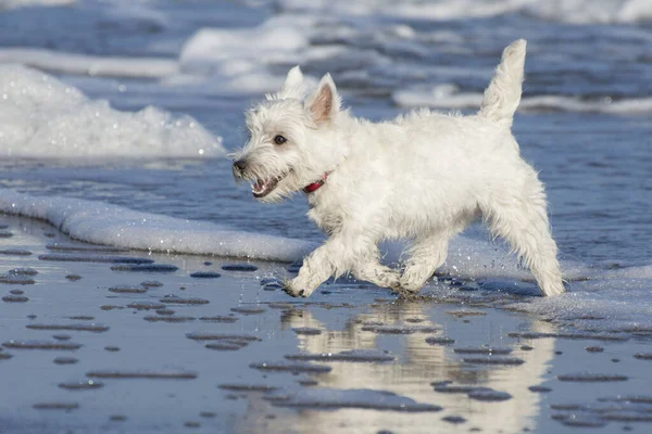 West Highland White Terrier Τρέχει Κατά Μήκος Της Ακτής Παλτό — Φωτογραφία Αρχείου