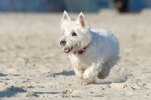 West Highland White Terrier Fut Homokban Kutyus Boldog Kutya Levegőben — Stock Fotó