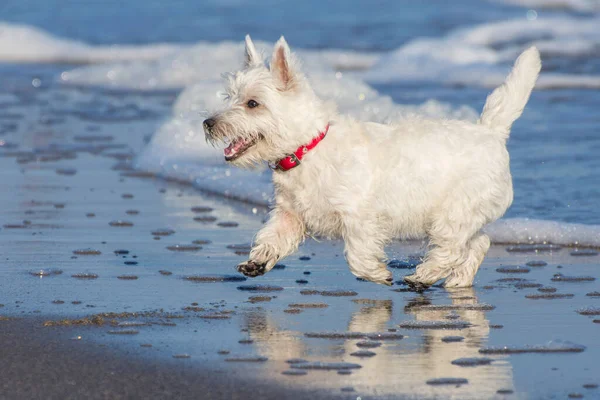 Biały Pies Biegnie Wzdłuż Wybrzeża West Highland White Terrier Biegnie — Zdjęcie stockowe
