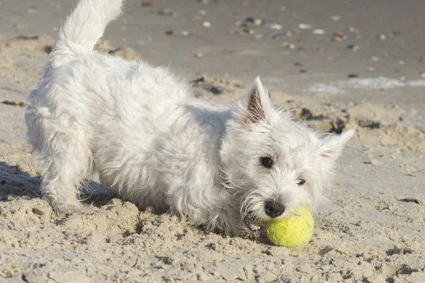 West Highland White Terrier Leker Med Boll Havsstranden Aktiva Spel — Stockfoto