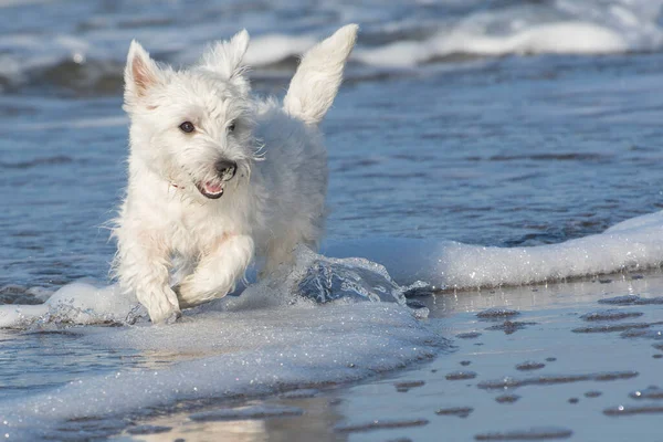 Τρεχούμενο Σκυλί West Highland White Terrier Τρέχει Κατά Μήκος Ενός — Φωτογραφία Αρχείου