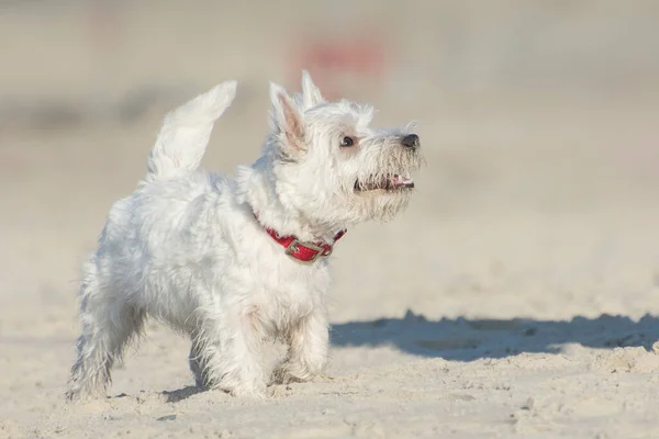 Witte Hond Rent Het Zand Puppy Van West Highland White — Stockfoto