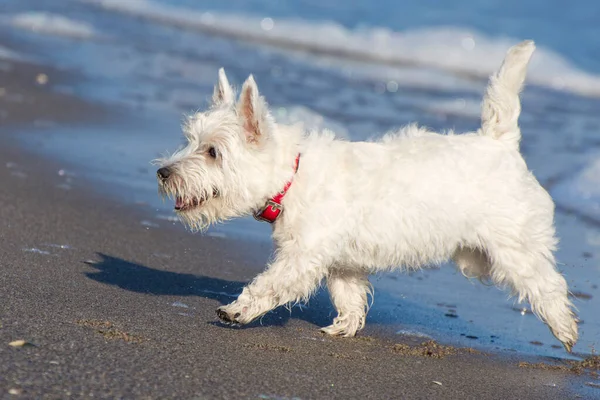 West Highland White Terrier kumsal boyunca koşuyor. Köpeğin ceketi, burnu, kulağı ve kuyruğu ıslak. Yavru köpek mutlu..