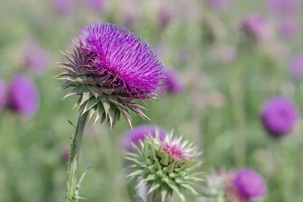 Rosafarbene Mariendistelblüten Aus Nächster Nähe Stachelige Pflanze Auf Der Wiese — Stockfoto