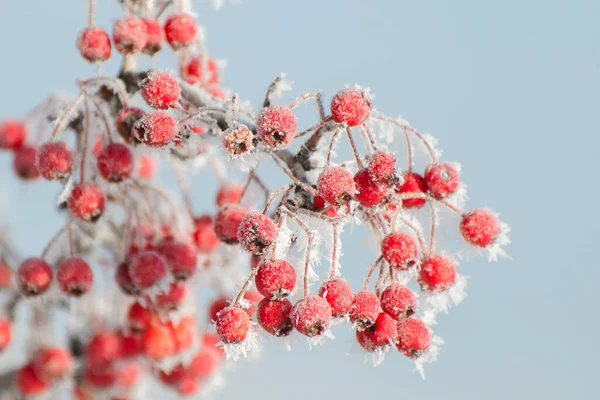 Galagonya Bogyókat Homokfagy Borítja Winter Garden Ben Egyszerű Kék Háttér — Stock Fotó