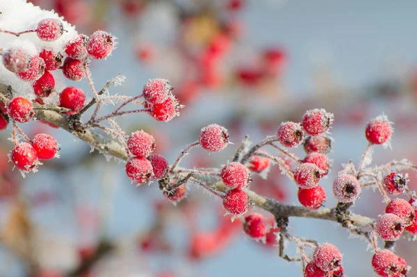 Vörös Galagonya Bogyókat Homokfagy Borítja Winter Garden Ben Egyszerű Kék — Stock Fotó