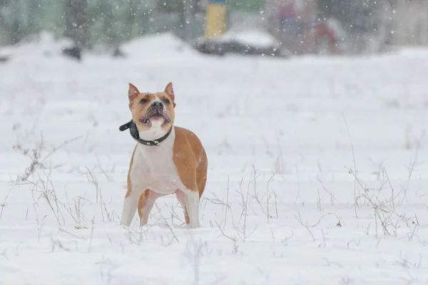 Staffordshire Terrier Nieve Invierno Entrenamiento Para Perros Caminatas — Foto de Stock