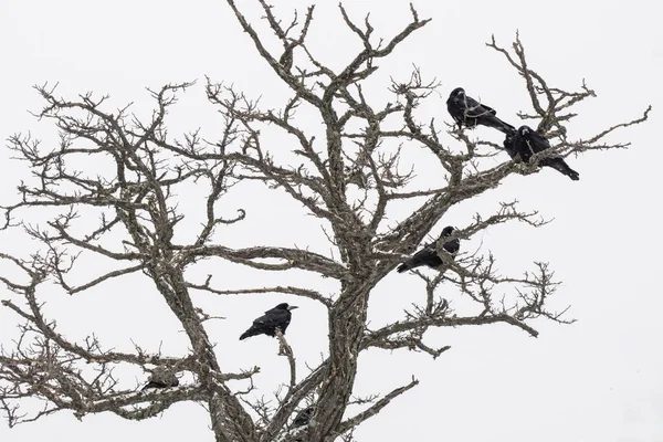 Krähen Sitzen Auf Einem Trockenen Baum Einfacher Weißer Hintergrund — Stockfoto