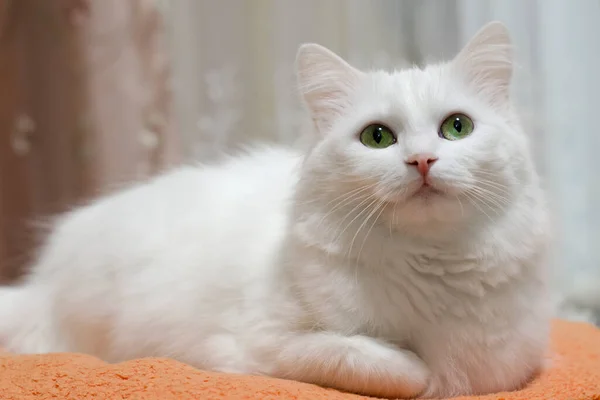 Yeşil gözlü beyaz kedi. Türk Angora kedisinin portresi. Fotoğrafı kapat..