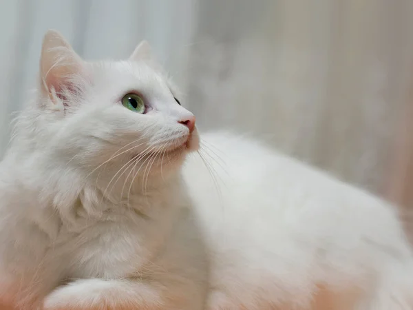 Λευκή Γατούλα Πορτρέτο Της Φυλής Turkish Angora Γάτα Κλείσιμο Φωτογραφίας — Φωτογραφία Αρχείου