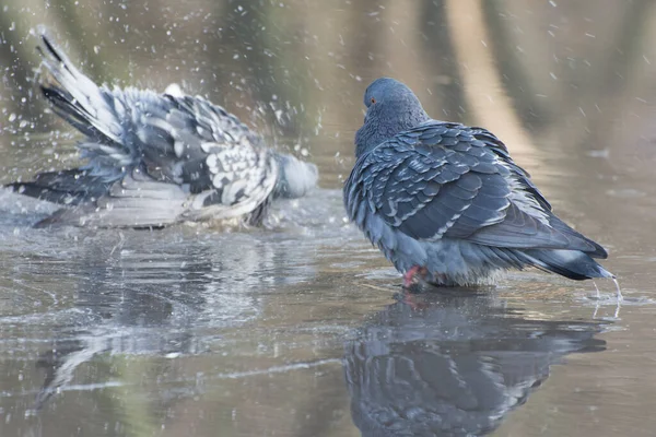 Zwei Tauben Schwimmen Einer Pfütze Schöne Spiegelung Der Vögel Wasser — Stockfoto