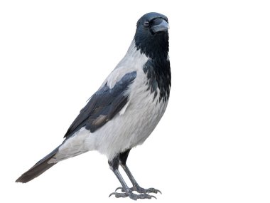 Gray crow isolated on white background. Ravens in the city. Close up photo. clipart