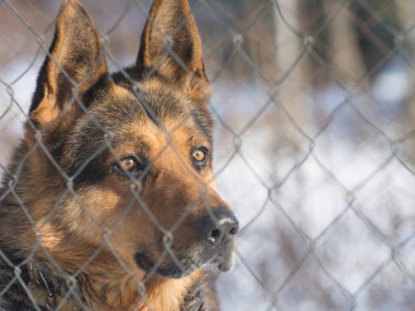 Metal bir ağın arkasından bir köpek dışarı bakar. Ön planda metal ağ var. Çobanın yüzüne odaklan..