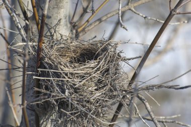 Ağacın dallarında boş kuş yuvası. İlkbaharda kuşların gelişi. Velayet sembolü.
