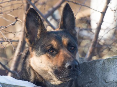 Bir köpek portresi. Çoban köpeği çitin arkasından kameraya bakar..
