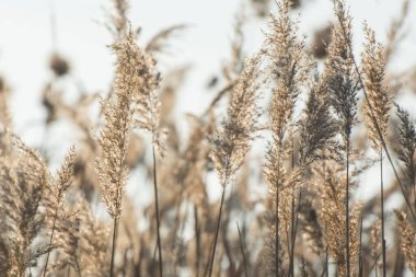 Nehir kıyısında Reed otları çiçek açar. Reed infloresans ve sazlık tohumları. Soyut doğal arkaplan. Güzel çiçek deseni. 