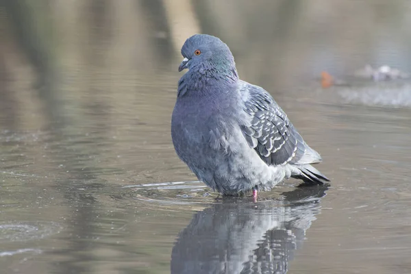 Porumbel Gri Scăldat Apa Ploaie Reflecție Asupra Apei Limpezi — Fotografie, imagine de stoc