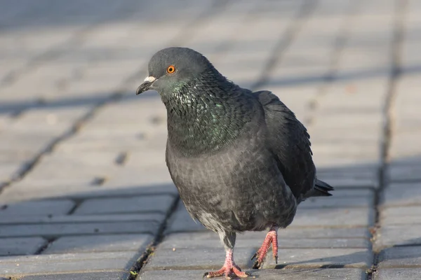 Porumbelul Merge Lungul Aleii Parcului — Fotografie, imagine de stoc