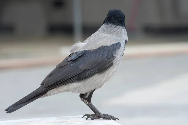 Cuervo Encapuchado Parque Ciudad Vista Trasera Ravens Ciudad Primer Plano —  Fotos de Stock