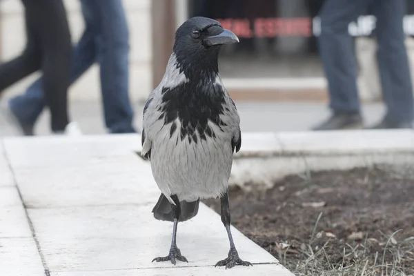 Hooded Crow City Park Front View Ravens City Close Photo — Stock Photo, Image