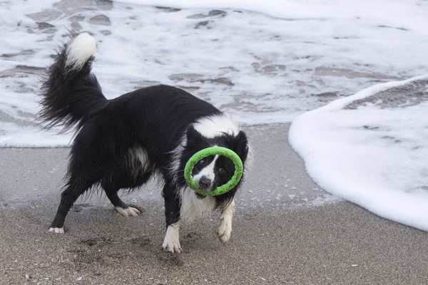 Grappige Jonge Hond Speelt Met Ringspeelgoed Aan Kust Lopen Trainen — Stockfoto