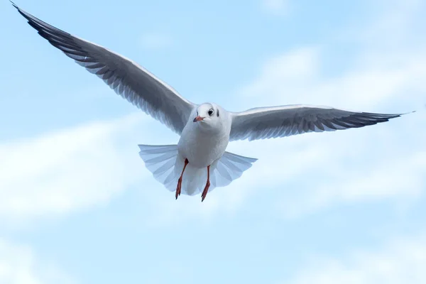 Gaivota Voando Fundo Céu Azul Gaivota Abriu Asas — Fotografia de Stock