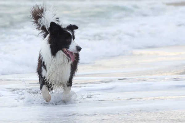 Een Hond Die Golven Rent Lopen Met Een Hond Aan — Stockfoto