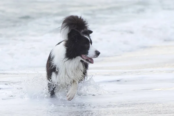 Hund Springer Vågorna Genom Det Vita Skummet Vackra Stänk Vatten — Stockfoto