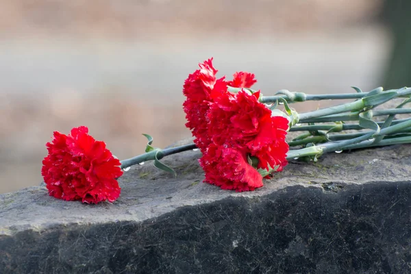 墓石には４つの赤いカーネーション クローズアップ写真 — ストック写真