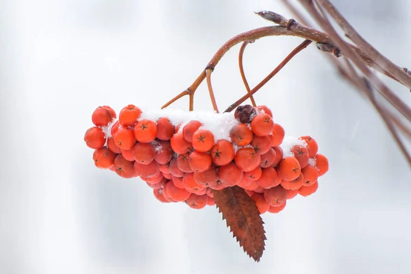 Ein Bündel Roter Ebereschen Mit Frisch Gepflügtem Schnee Bedeckt — Stockfoto