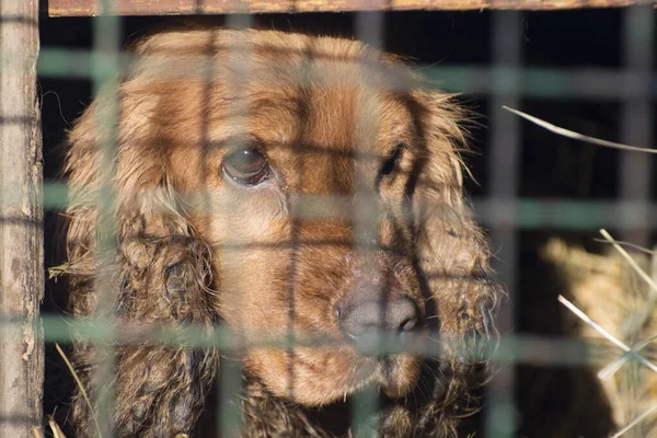 A dog with sad eyes looks out from behind a metal mesh. Sad spaniel in an old booth. Metal mesh in the foreground. Focus in the background.