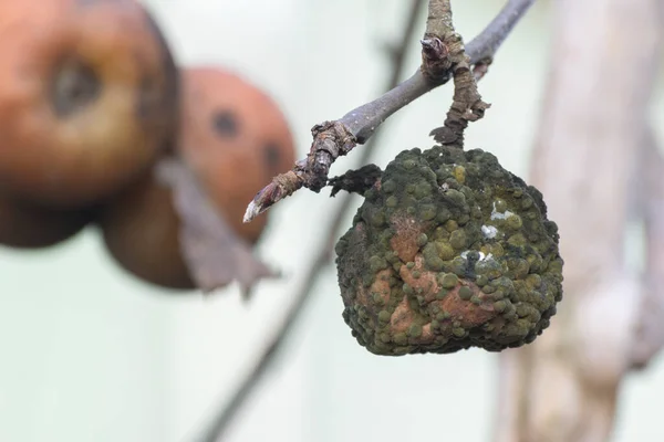 Rotten fruits on a branch close-up. Infected apples in the garden in spring or autumn.