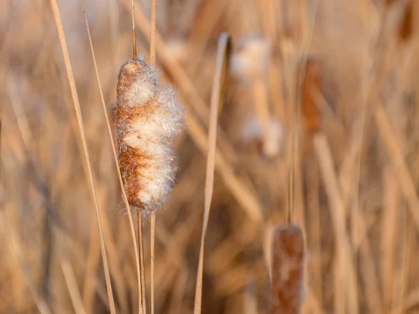Сухой Хвост Реке Пушистые Соцветия Семена Абстрактный Естественный Фон Весенний — стоковое фото