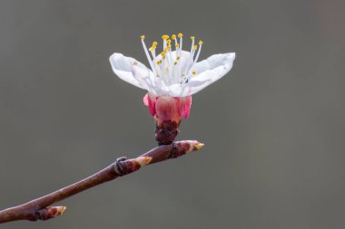 İlkbaharda kayısı çiçeği. İlkbaharda bitkilerin büyümesi. Yumuşak arkaplan.
