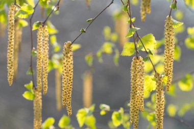 Genç kedi derisi ve yaprakları olan huş dalları. Ormanda güneşli bir bahar günü.