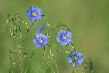 Yeşil arka planda mavi keten çiçekleri. Çayırda bahar çiçekleri. Güzel çiçek deseni.
