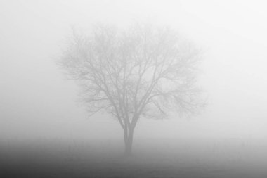 Sisteki tek yapraksız ağaç beyaz bir zemin üzerinde. Mistik bir atmosfer. Siyah beyaz fotoğraf.