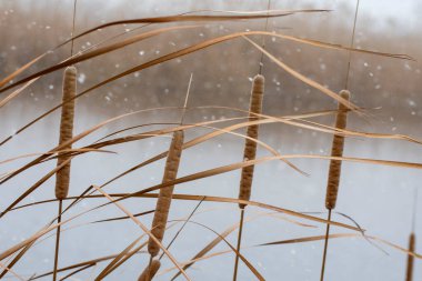 Nehir kıyısında kuyruk sokumları. Bulanık ve odaklanmış arkaplan.