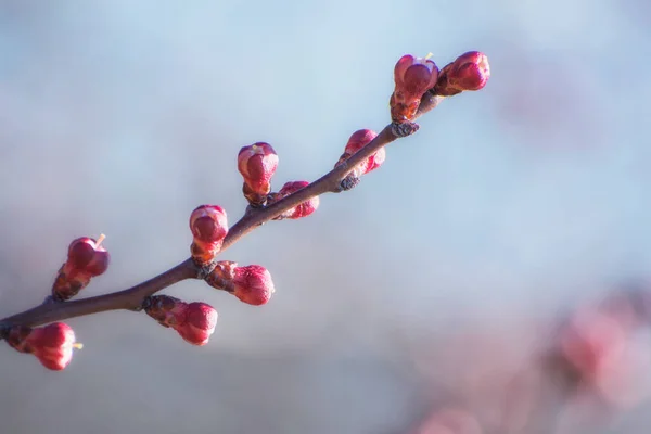 Flower buds on an apricot branch. Growth activity of plants in spring. Soft background.