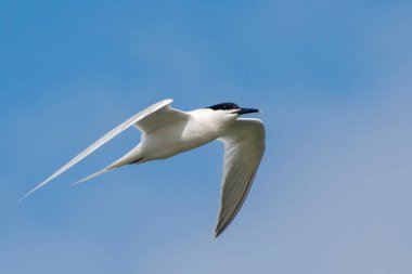 Bir martı gökyüzünde uçuyor. Kanatları açık güzel bir kuş.