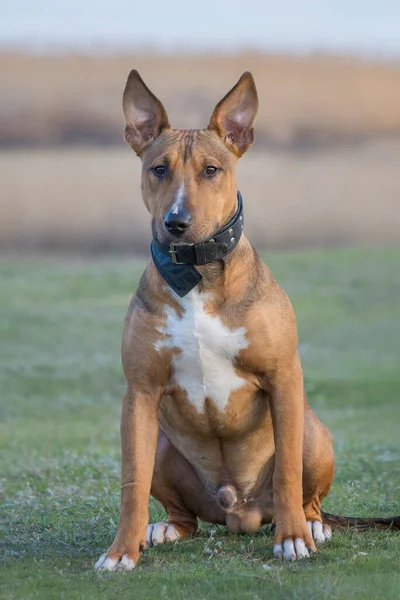 Ein Junger Bullterrier Sitzt Gras Porträt Eines Hundes Frontansicht — Stockfoto