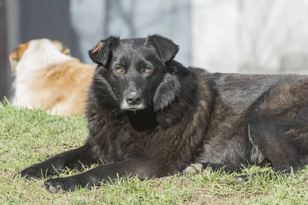 Two adorable dogs resting in the street. Urban animal lifestyle. Care and sad emotions.