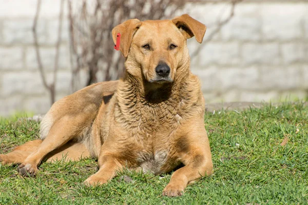 Bruine Schattige Hond Die Straat Rust Een Stedelijke Dierlijke Levensstijl — Stockfoto