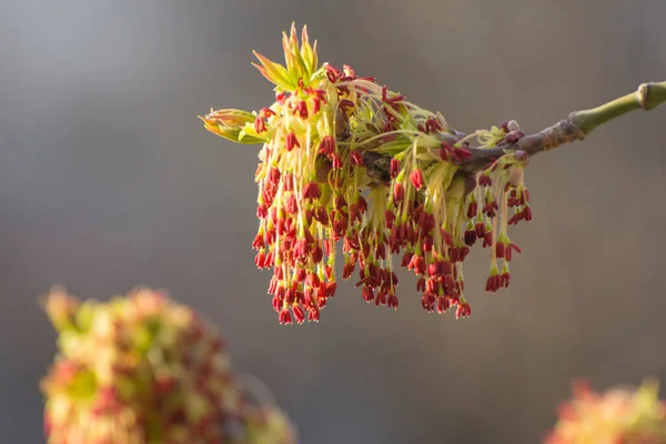 Arbres Fleurs Début Printemps Inflorescences Duveteuses Érable Amérique — Photo