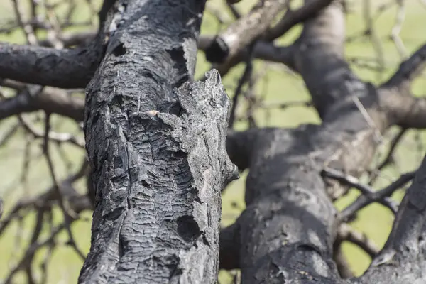 Waldbrände Umgestürzter Baum Brennt Bei Flächenbrand Nieder Das Entzünden Von — Stockfoto