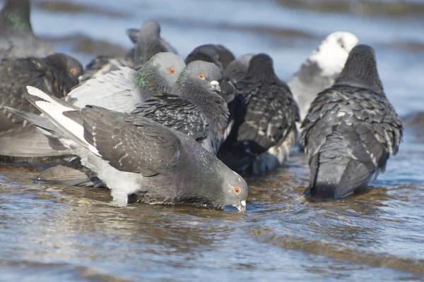 Taubenvögel Trinken Wasser Aus Dem Fluss Die Taube Ist Ein — Stockfoto